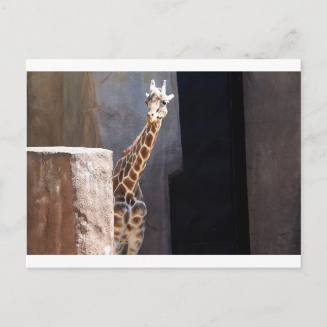 Cartão Postal girafa-de-espinho (Frente)
