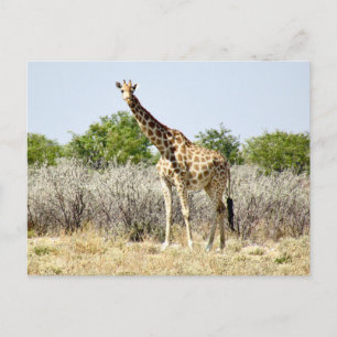 Cartão Postal girafa-de-etosha