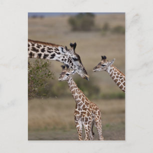 Cartão Postal Girafa de Maasai (girafa Tippelskirchi) como visto