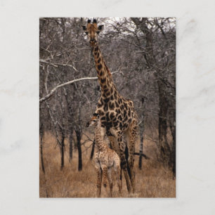 Cartão Postal Girafa e Baby Giraffe