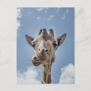 Cartão Postal Girafa Engraçada Enfrenta Fotografia