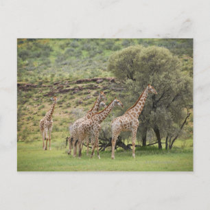 Cartão Postal Girafa, Girafa camelopardalis, Kgalagadi 3