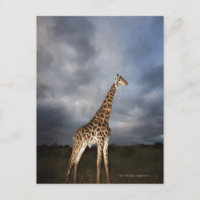 Girafa (Giraffa camelopardalis)
