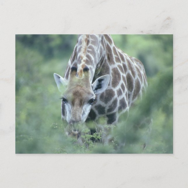 Cartão Postal Girafa (Giraffa camelopardalis) alimentada com (Frente)
