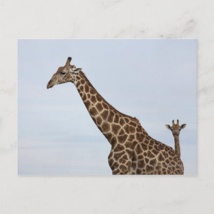 Cartão Postal Girafa (Giraffa camelopardalis), Chobe Nacional