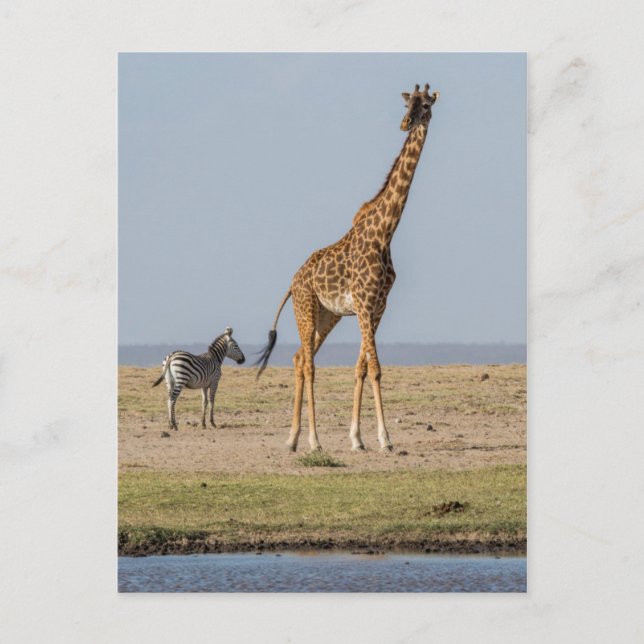 Cartão Postal Girafa junto a um bebedouro (Frente)