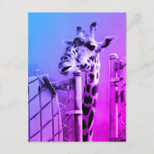 Cartão Postal Girafa no Zoon