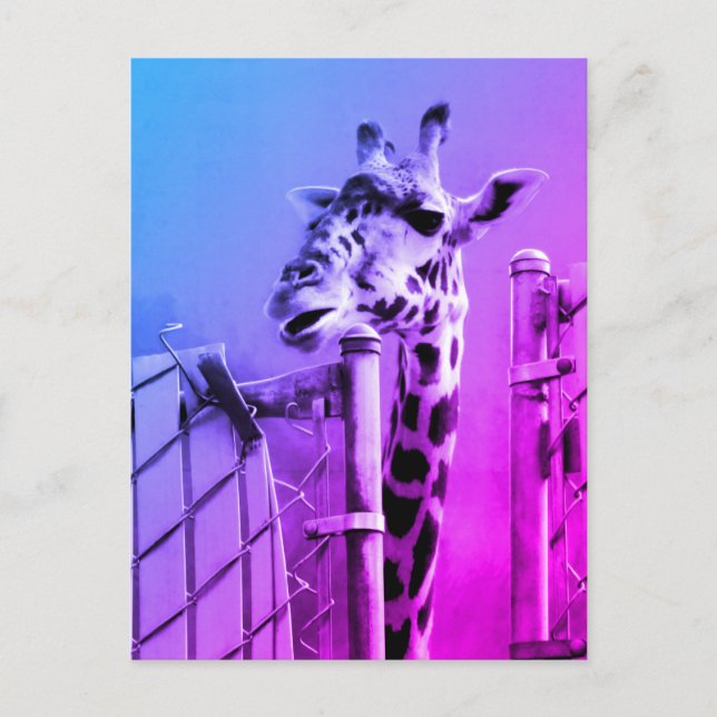 Cartão Postal Girafa no Zoon (Frente)