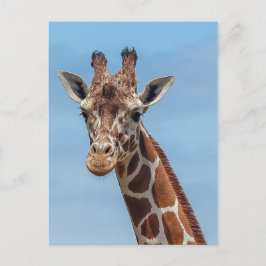 Cartão Postal Girafa Olhando Bem Para Mim