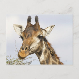 Cartão Postal Girafa, Parque Nacional Kruger, África do Sul