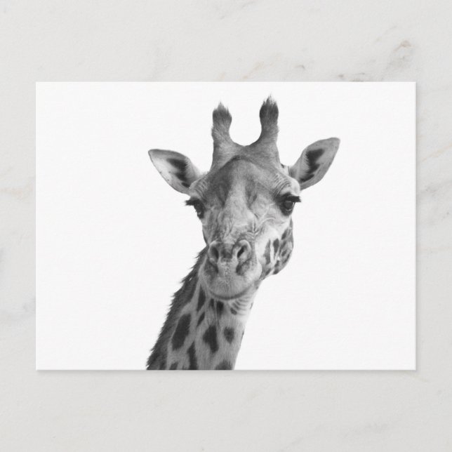 Cartão Postal Girafa Preta e Branca (Frente)