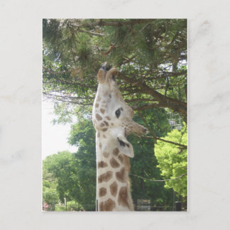 Cartão Postal Girafa que come a folha