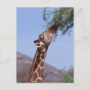Cartão Postal Girafa Reticulada