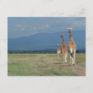 Cartão Postal Girafa reticulada (Girafa camelopardalis) 2