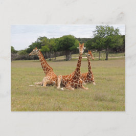 Cartão Postal Girafa três na borda fóssil