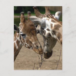 Cartão Postal Girafas