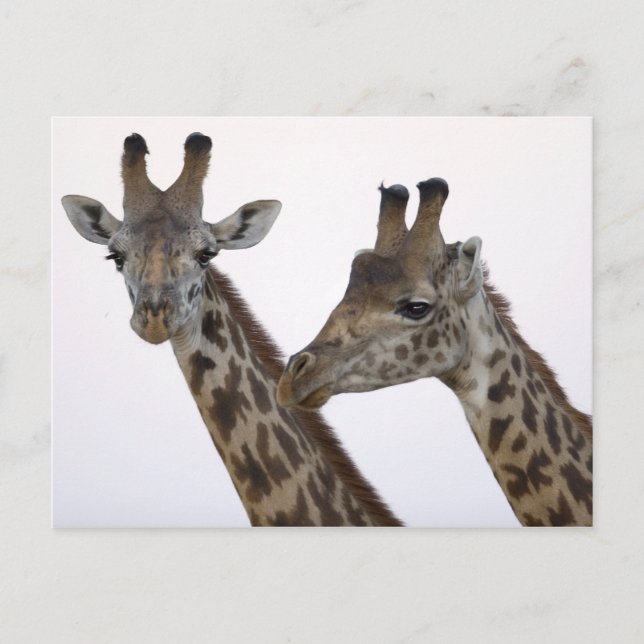 Cartão Postal Girafas (Frente)