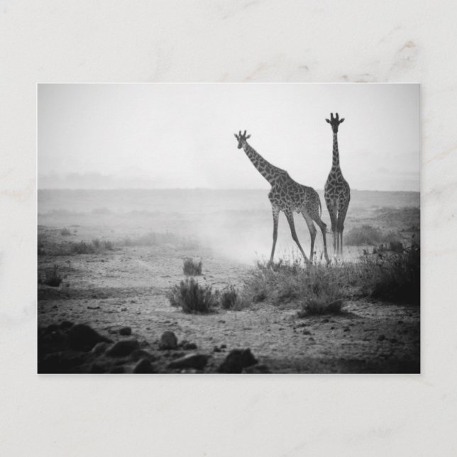 Cartão Postal Girafas (Frente)