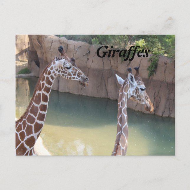 Cartão Postal Girafas # 2 (Frente)