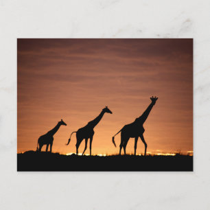 Cartão Postal Girafas aos domingos