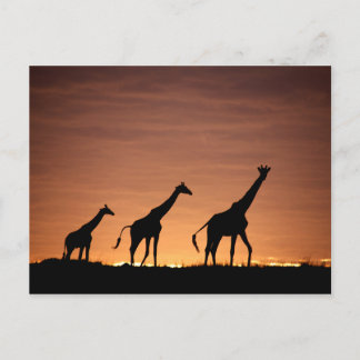 Cartão Postal Girafas aos domingos