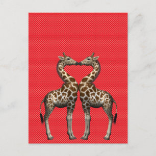 Cartão Postal Girafas Apaixonadas