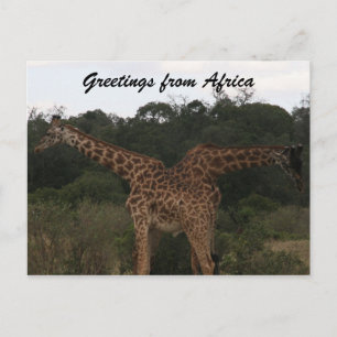 Cartão Postal girafas atravessaram a áfrica