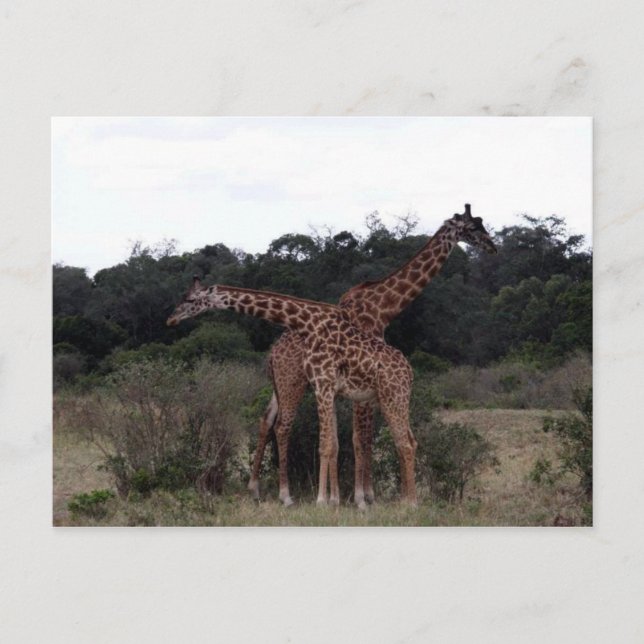 Cartão Postal girafas cruzadas (Frente)