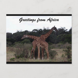 Cartão Postal girafas cruzam o amor