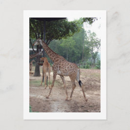 Cartão Postal girafas e árvores