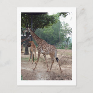 Cartão Postal girafas e árvores