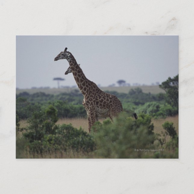 Cartão Postal Girafas na África (Frente)