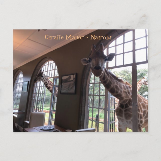 Cartão Postal Girafas na Girafa Manor em Nairobi (Frente)