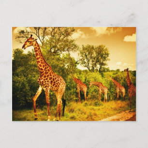 Cartão Postal Girafas sul-africanas