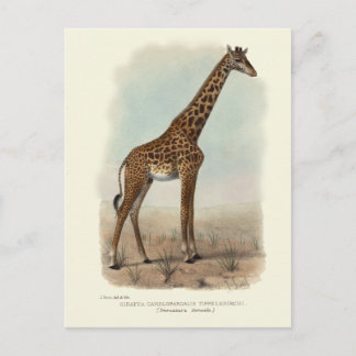 CARTÃO POSTAL GIRAFFE
