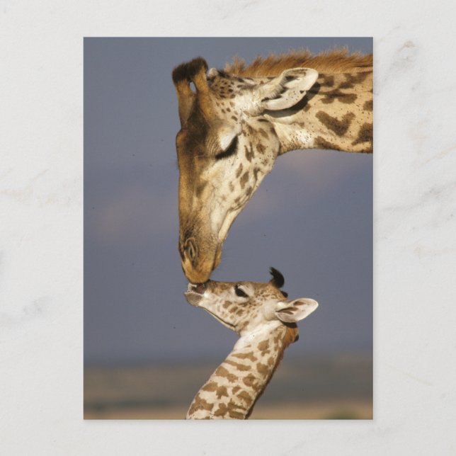 Cartão Postal Giraffe beijando bebê girafa (Frente)