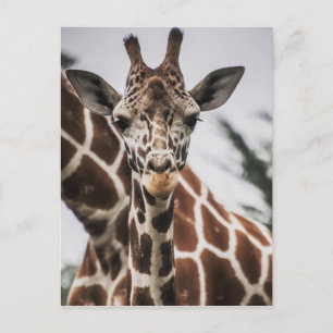 Cartão Postal Giraffe cabeça Giraffe pelo animal impressão afric
