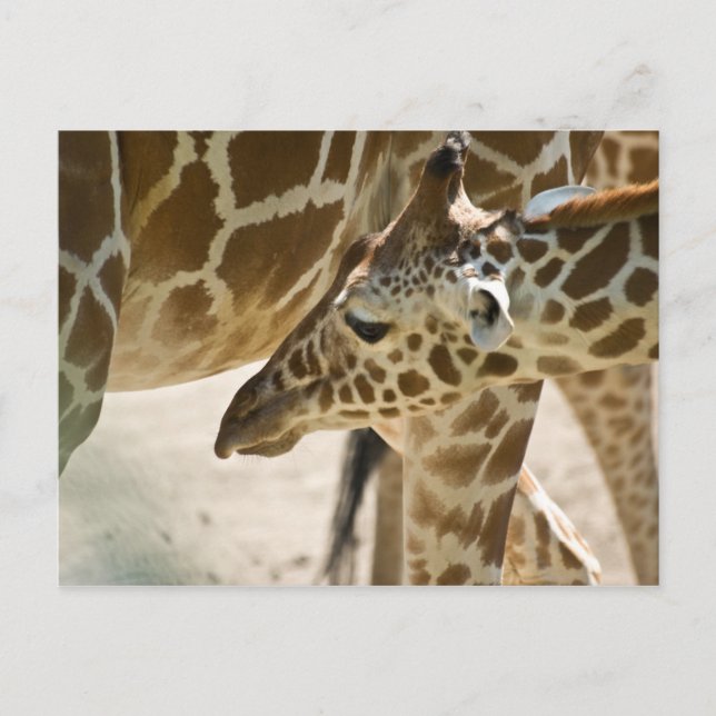 Cartão Postal Giraffe - Cartão-postal (Frente)