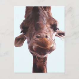 Cartão Postal Giraffe Engraçado