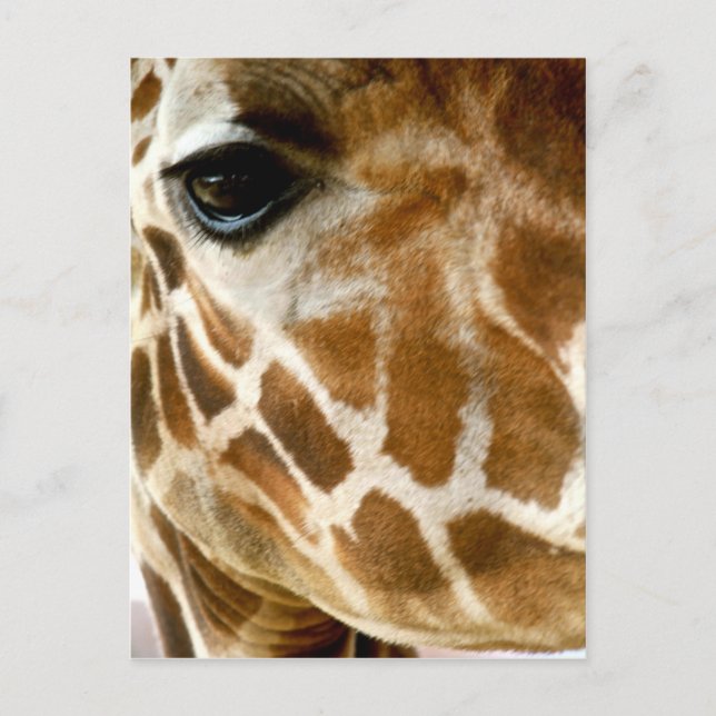 Cartão Postal Giraffe Face Closeup | Foto Natureza de Animais Se (Frente)