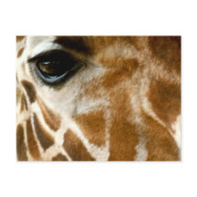 Giraffe Face | Zoo Animais Selvagens Foto Natureza