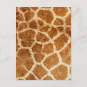 Cartão Postal Giraffe fur Impressão
