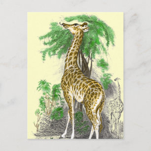 Cartão Postal Giraffe Gifts