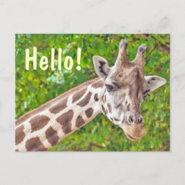 Cartão Postal Giraffe Hello