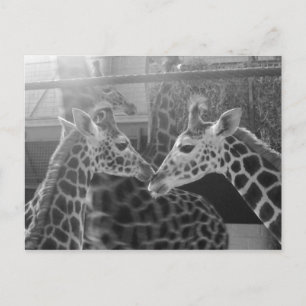 Cartão Postal Giraffe Love