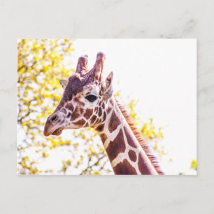 Cartão Postal Giraffe Portrait
