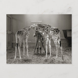 Cartão Postal Giraffe Portrait, 1926