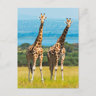 Cartão Postal Giraffes on the Savanna, Uganda