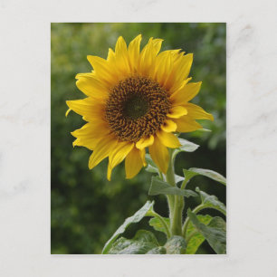 Cartão Postal Girassóis