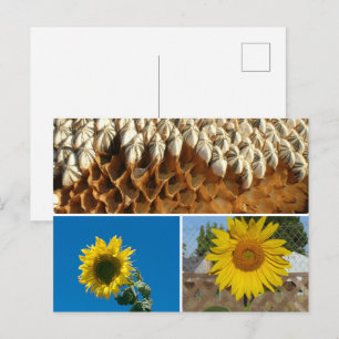 Cartão postal - Girassóis